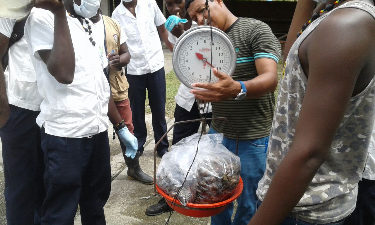 Caracol africano cajambre 1