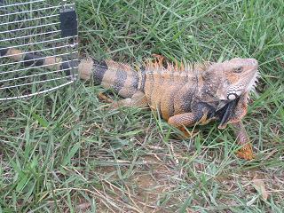 IGUANA