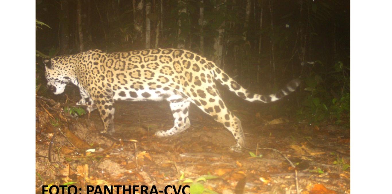 EL VALLE SERÁ EPICENTRO DEL MES DEL JAGUAR