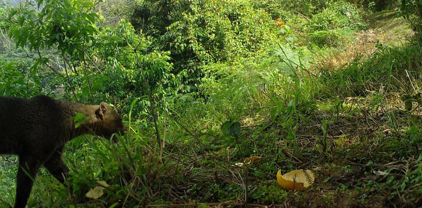 CÁMARAS TRAMPA REVELAN LA RIQUEZA DE LA FAUNA EN LA RESERVA NIRVANA