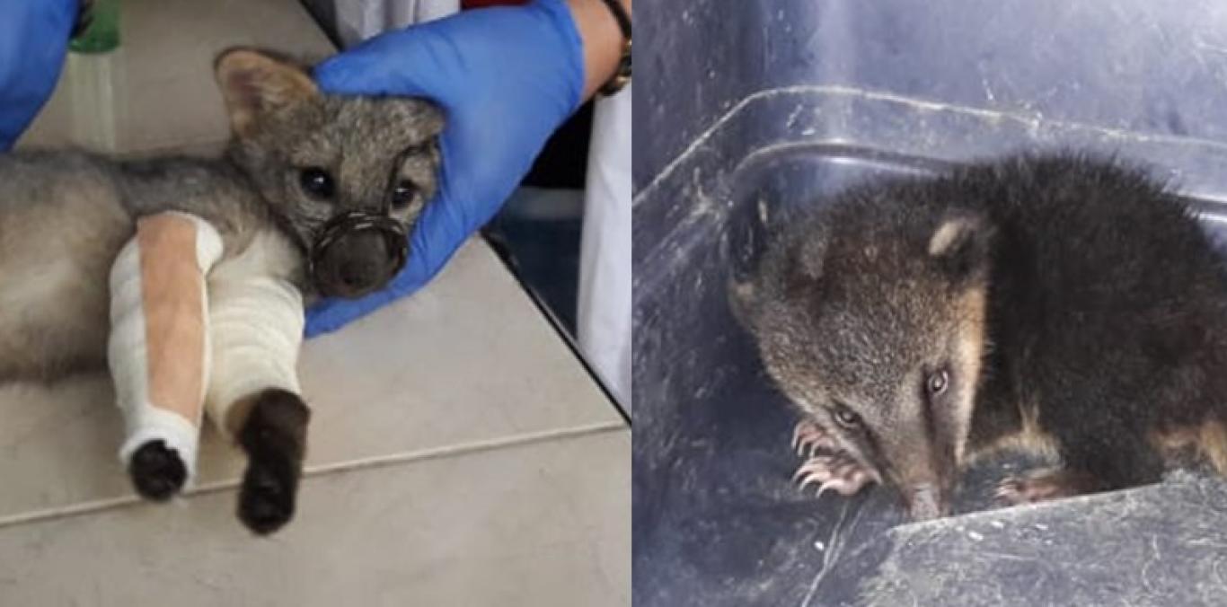 UN ZORRO CAÑERO Y UN CUSUMBO JUVENILES FUERON RESCATADOS POR LA CVC EN EL CENTRO DEL VALLE