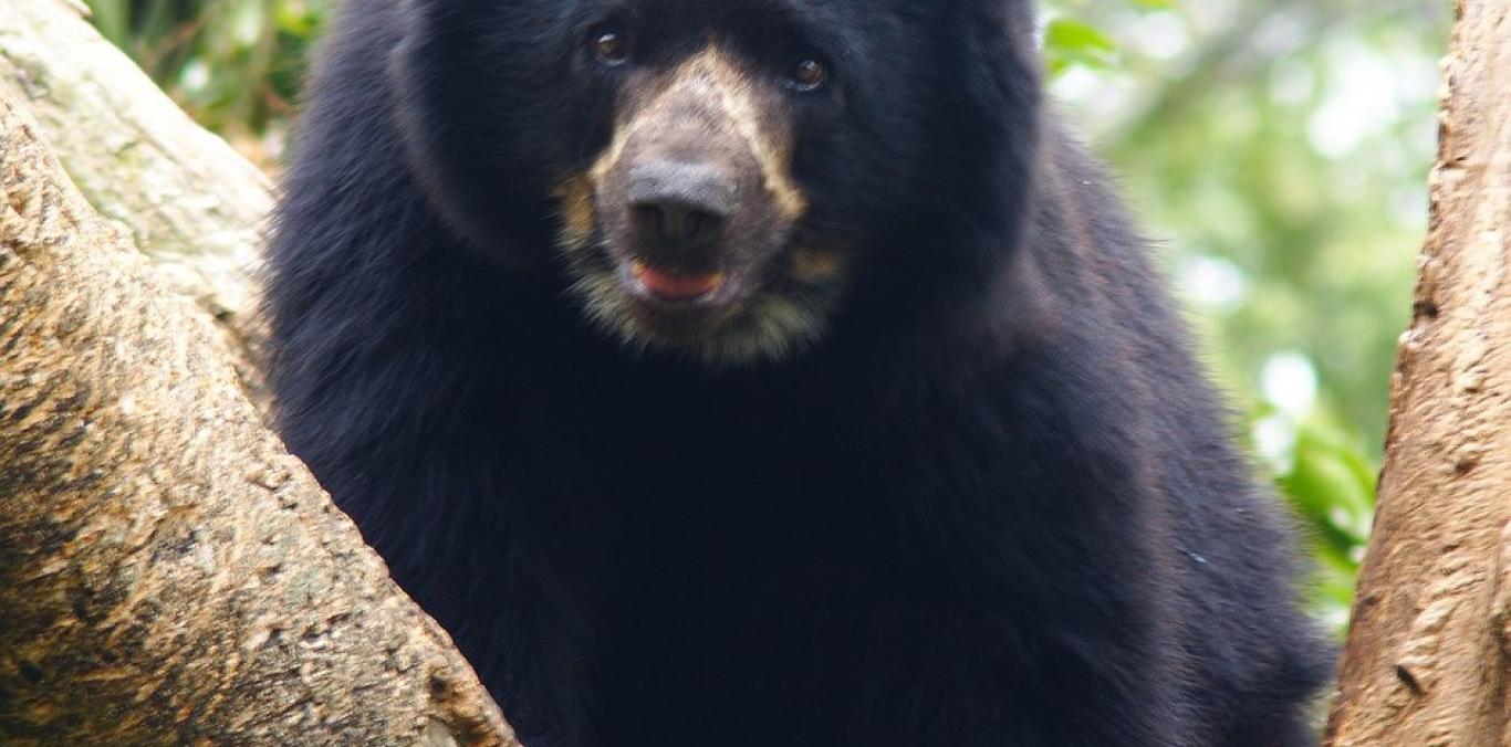 "PODEMOS CONVIVIR CON EL OSO ANDINO" 