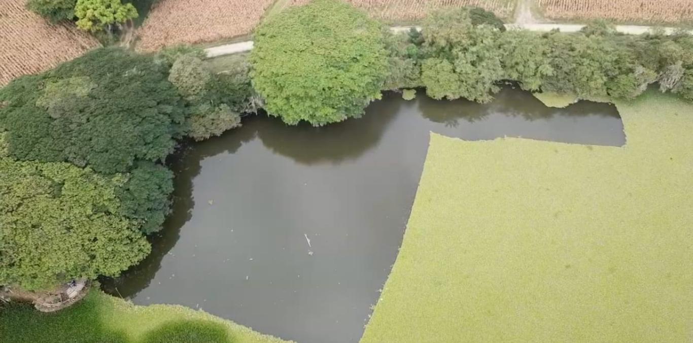 $3.500 MILLONES ESTÁ INVIRTIENDO LA CVC EN MANTENIMIENTO A LOS HUMEDALES DEL VALLE DEL CAUCA 