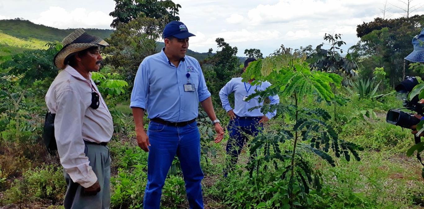 EN JAMUNDÍ ESTÁN REFORESTANDO CON CAOBA