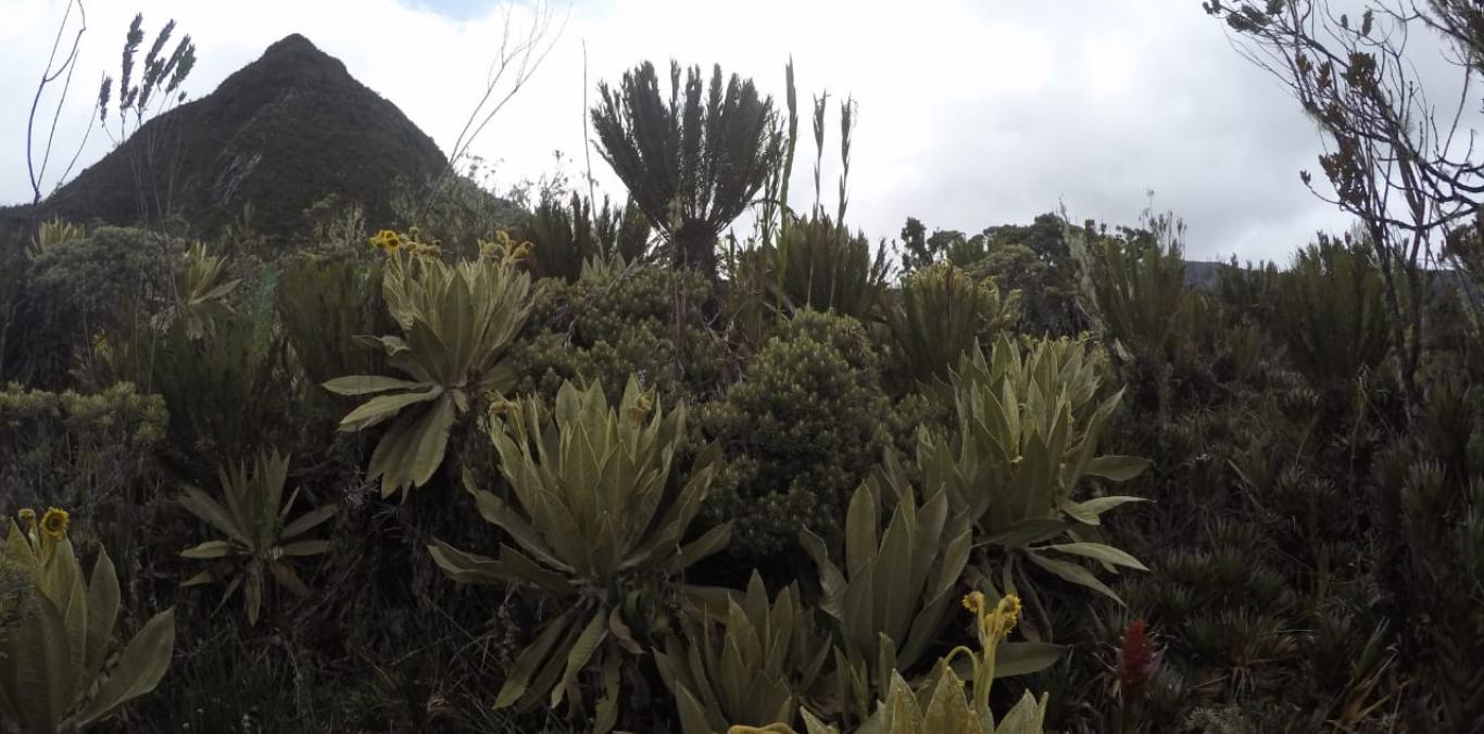 PÁRAMO DEL DUENDE LIBRE DE INTERVENCIÓN HUMANA