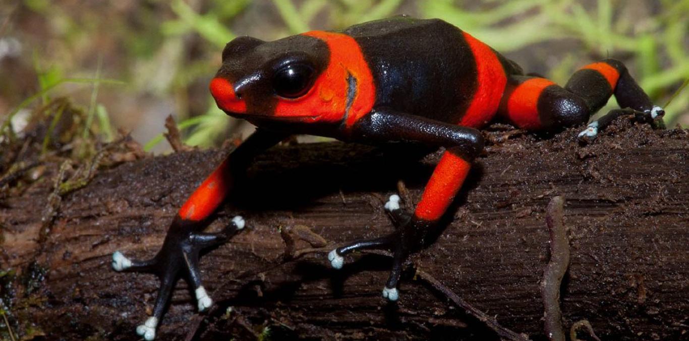 CVC ALERTA SOBRE EL TRÁFICO DE RANAS VENENOSAS