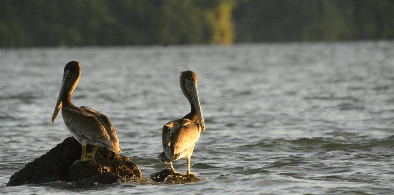 CVC PARTICIPARÁ EN LA CONMEMORACIÓN DEL DÍA DE LOS OCÉANOS