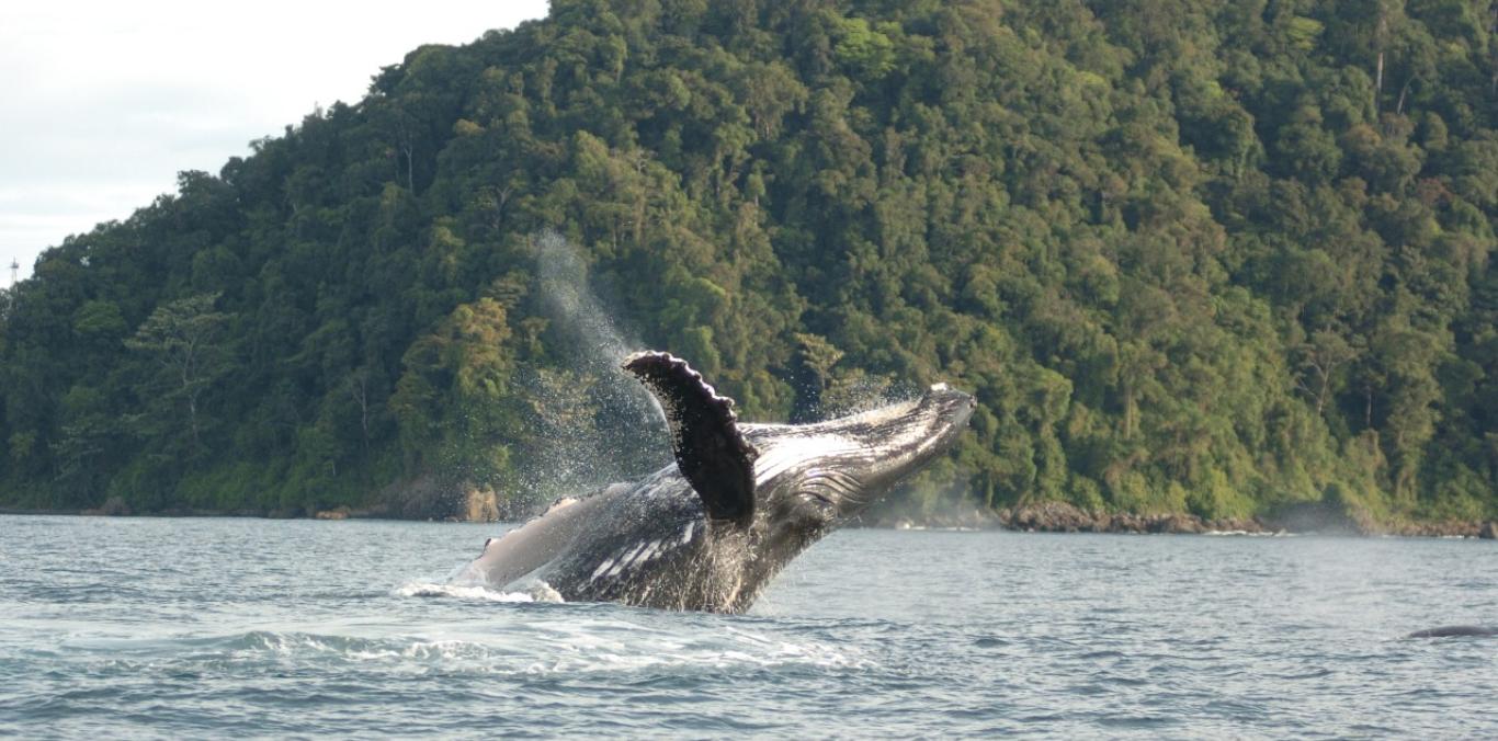 CANTAORAS Y BALLENAS, JUNTAS A TRAVÉS DEL CANTO