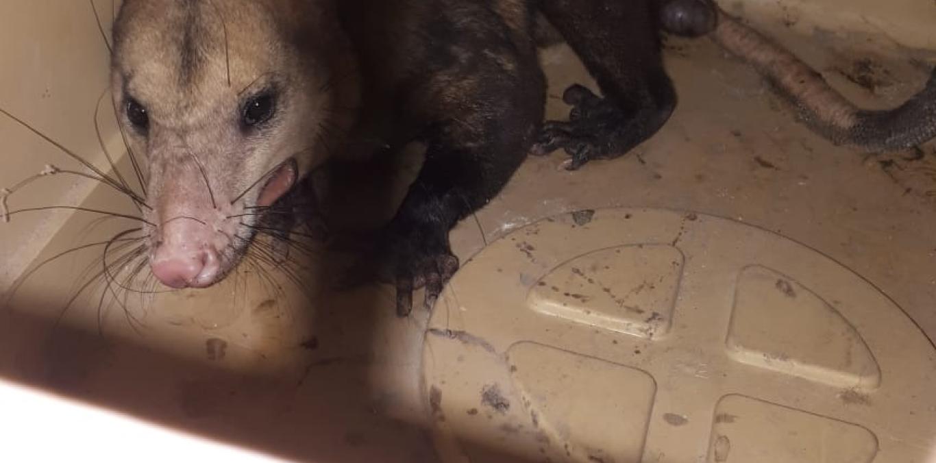 REUBICADA ZARIGÜEYA QUE HABITABA EN CEMENTERIO DE BUGA
