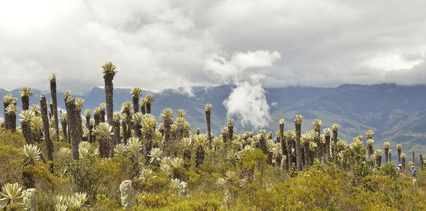 SIEMBRA DE CASI 200 FRAILEJONES HARÁ QUE NAZCA MÁS AGUA EN EL PÁRAMO BARRAGÁN - SANTA LUCÍA