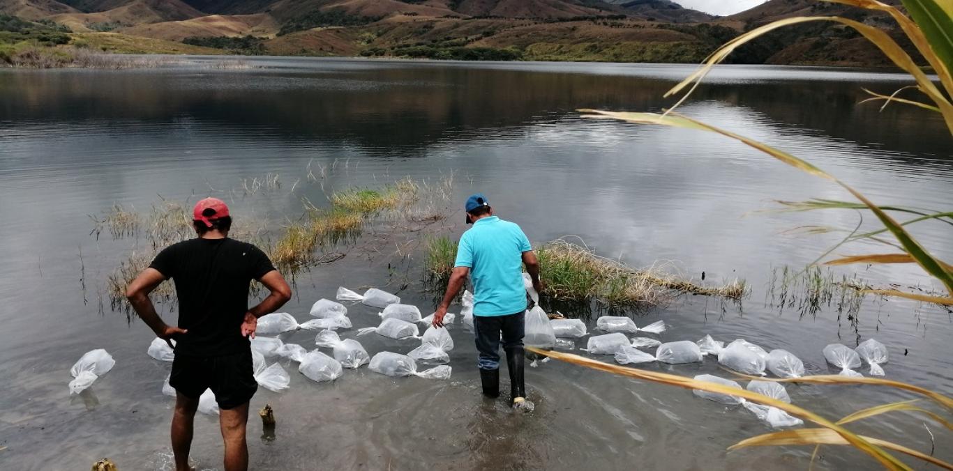 CVC REALIZÓ SIEMBRA DE 15.000 PECES EN EL EMBALSE GUACAS