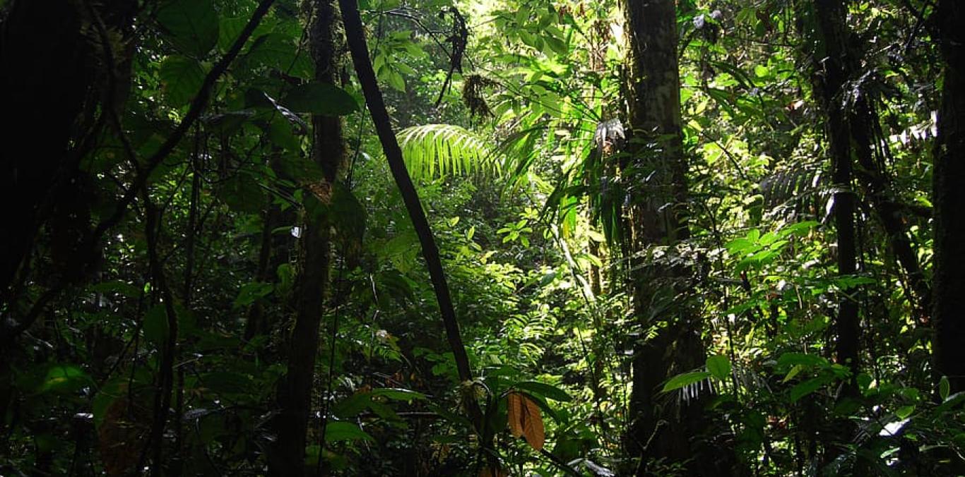 TRAFICO DE FAUNA SILVESTRE, EL TELÓN DE FONDO TRAS LA PANDEMIA DEL COVID-19