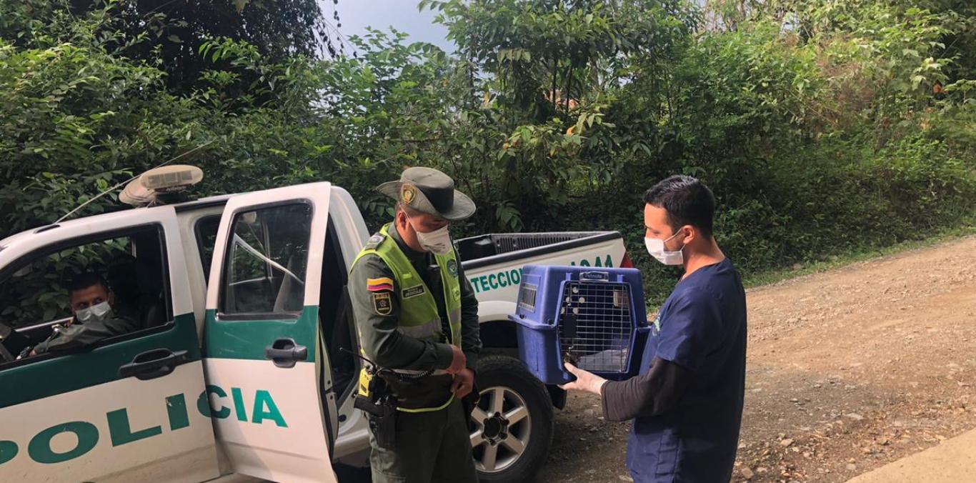 EN MEDIO DE LA CUARENTENA CVC SIGUE ATENDIENDO ANIMALES SILVESTRES