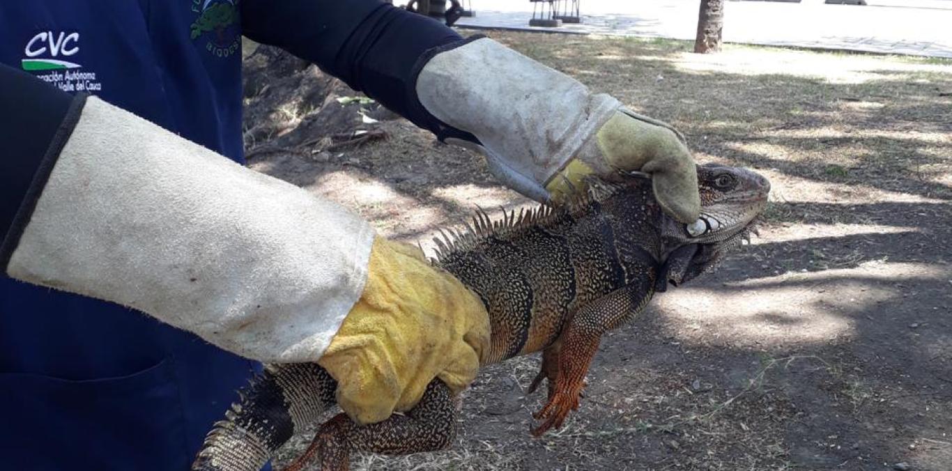 LA CVC REALIZÓ LA REUBICACIÓN DE 16 IGUANAS EN EL PARQUE OBRERO DE PALMIRA