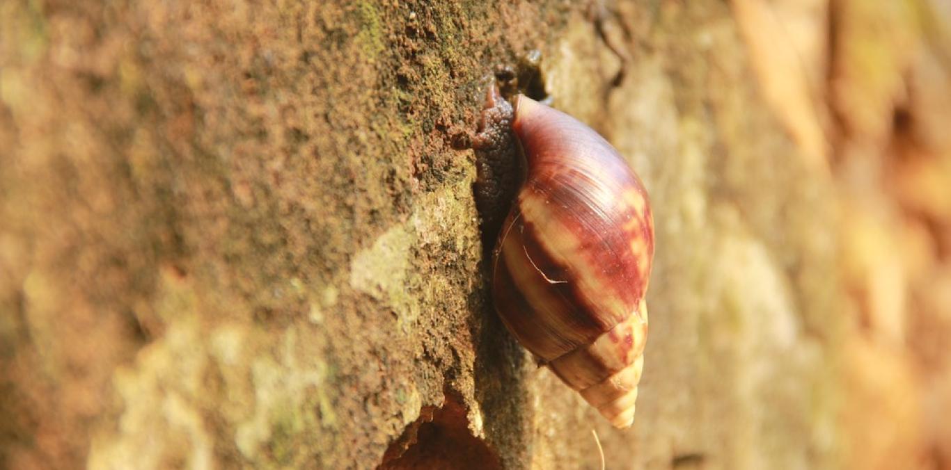 OJO CON EL CARACOL AFRICANO