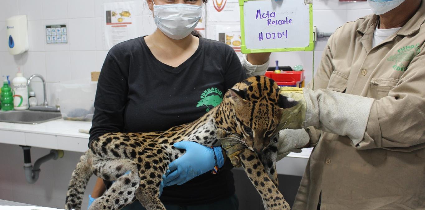 TIGRILLO OCELOTE FUE LIBERADO POR LA CVC, TRAS UN LARGO PROCESO DE RECUPERACIÓN