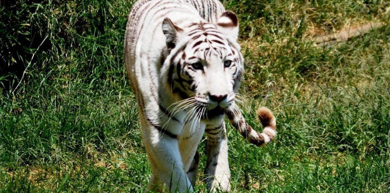 $400 MILLONES DESTINÓ LA CVC PARA LA ATENCIÓN DE 2.500 ANIMALES DEL ZOOLÓGICO DE CALI