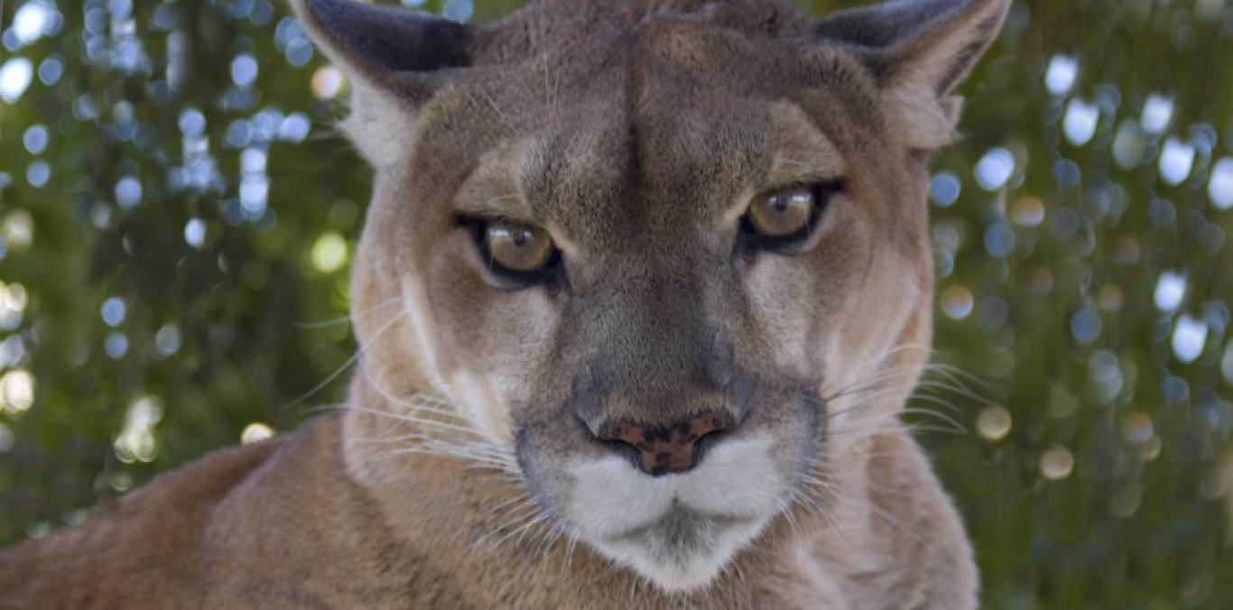 BRINDAMOS RECOMENDACIONES A POBLADORES RURALES ANTE LA PRESENCIA DE FELINOS CERCA DE SUS VIVIENDAS