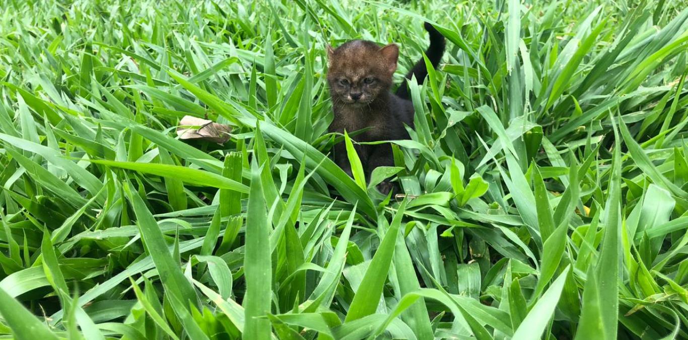 FELINO YAGUARUNDI RECIBE CUIDADOS VETERINARIOS EN EL CAV SAN EMIGDIO