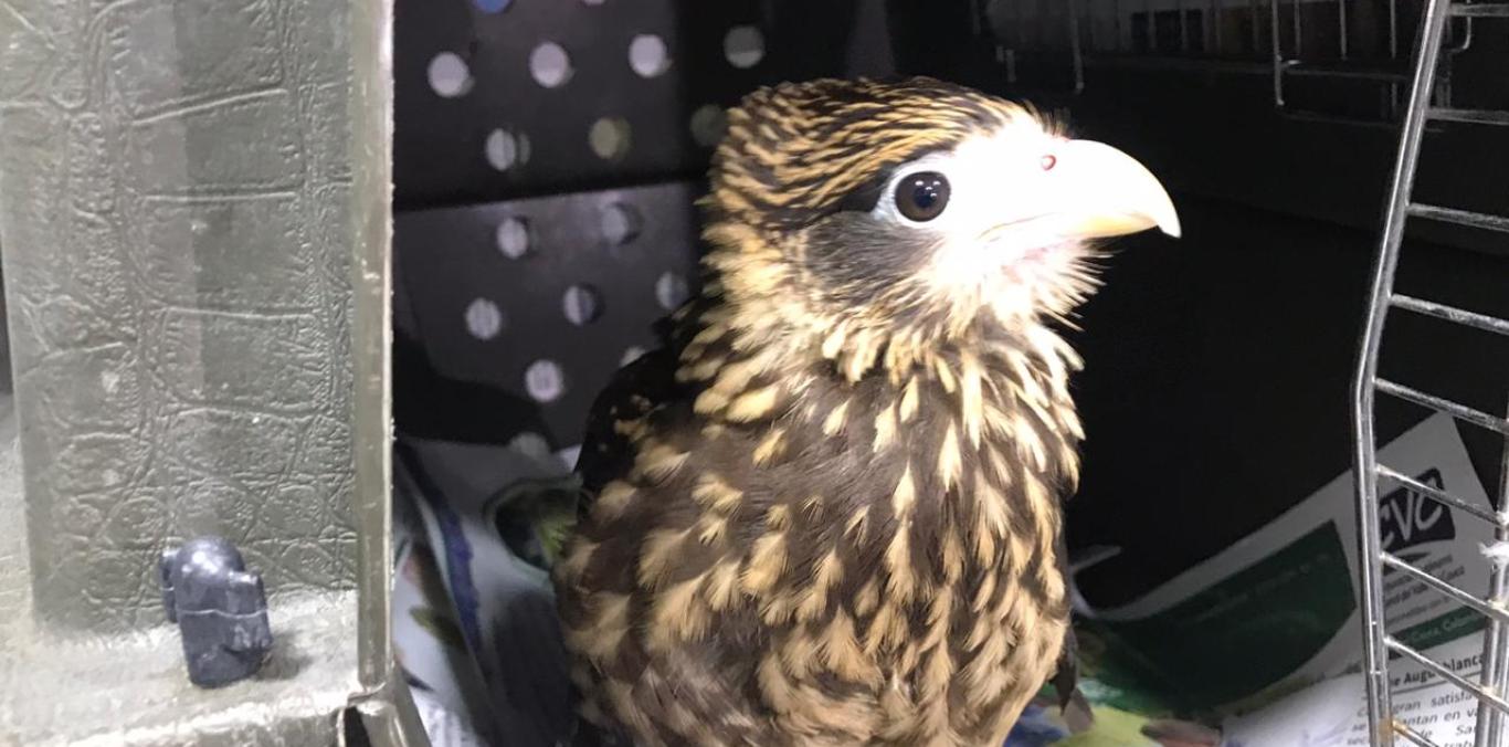 TRES ESPECÍMENES DE LA FAUNA SILVESTRE FUERON RESCATADOS EN DAGUA Y RESTREPO