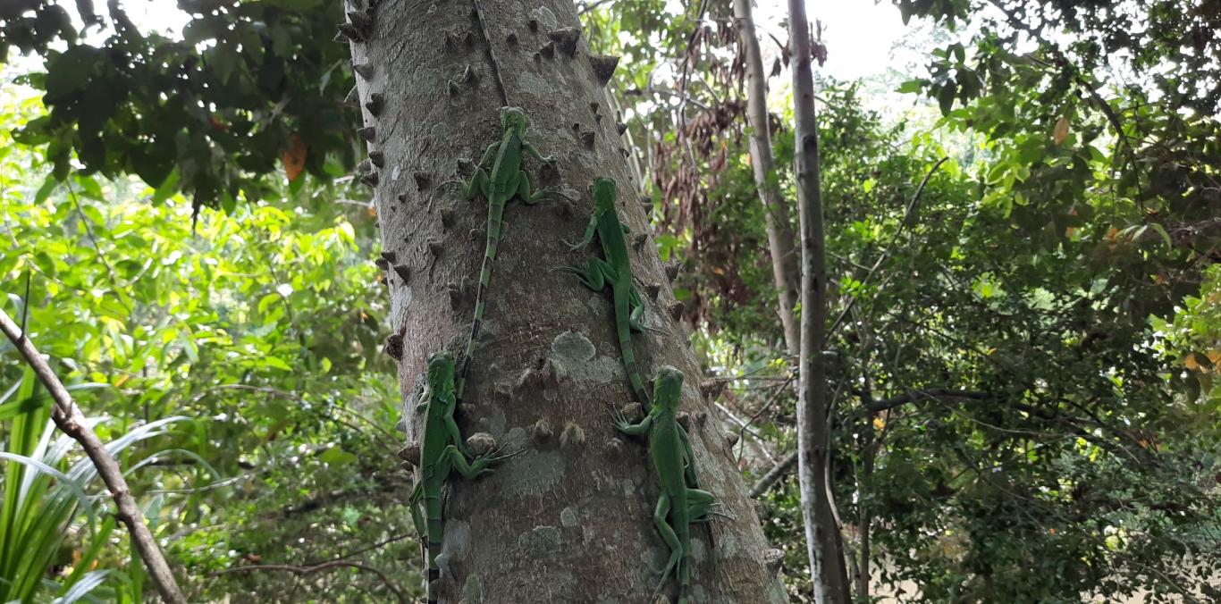 CVC ACOMPAÑÓ LA LIBERACIÓN DE 30 IGUANAS BEBÉS EN ZONA RURAL DE CARTAGO 