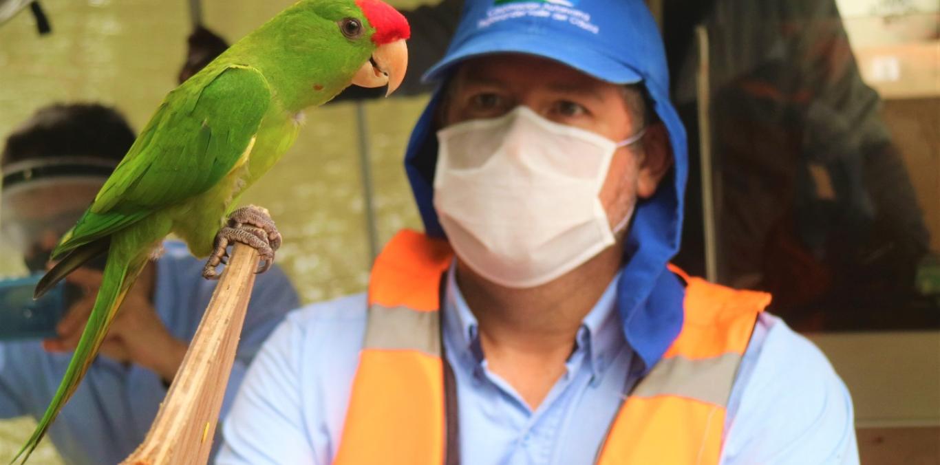 LA CVC LIBERÓ 34 ANIMALES DE LA FAUNA SILVESTRE EN ZONA RURAL DE BUENAVENTURA