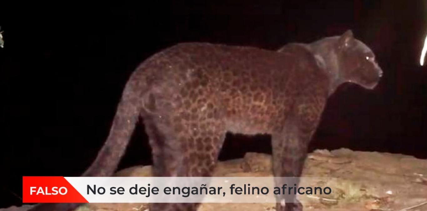 FOTOGRAFÍA DE FELINO PRESUNTAMENTE AVISTADO EN LA UNIÓN ES DE OTRO CONTINENTE 