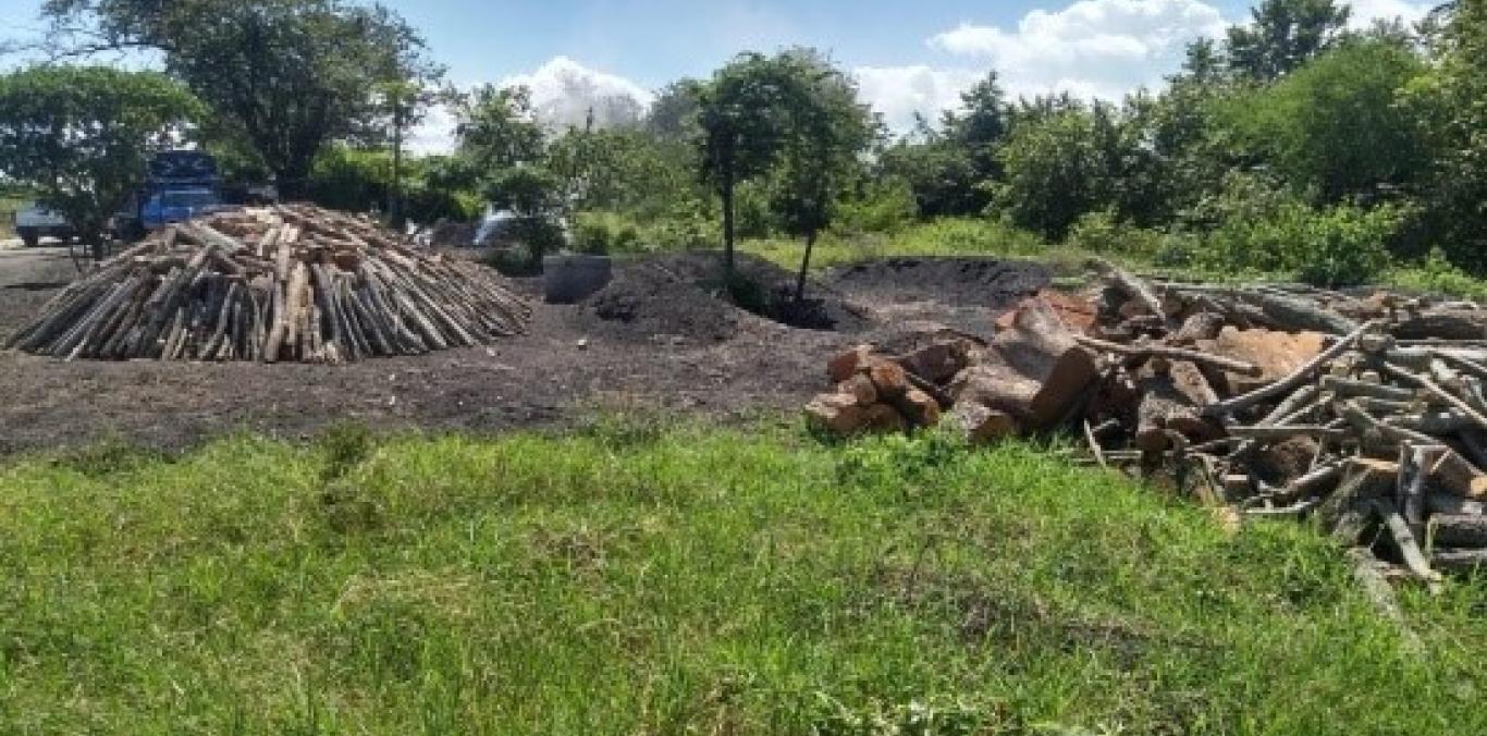 DECOMISAN PRODUCTO FORESTAL EN ZONA RURAL DE TULUÁ