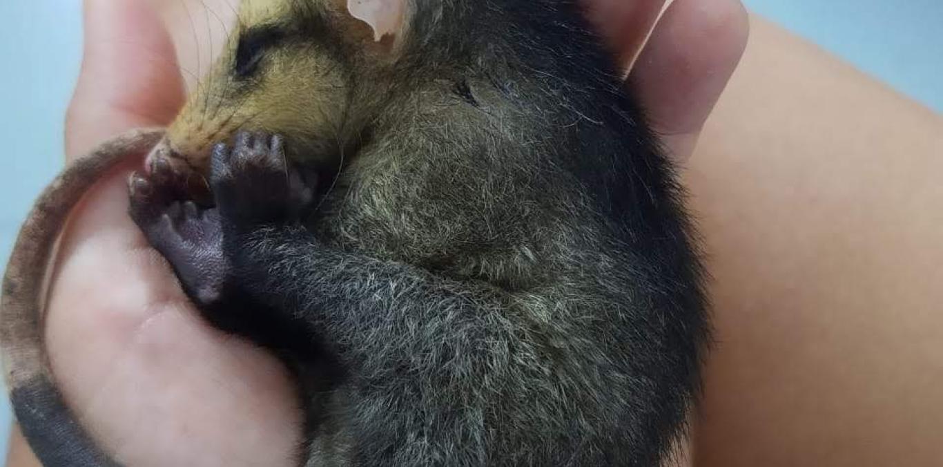 DURANTE LA CUARENTENA OBLIGATORIA, HAN SIDO ATENDIDAS DIVERSAS ESPECIES DE FAUNA SILVESTRE