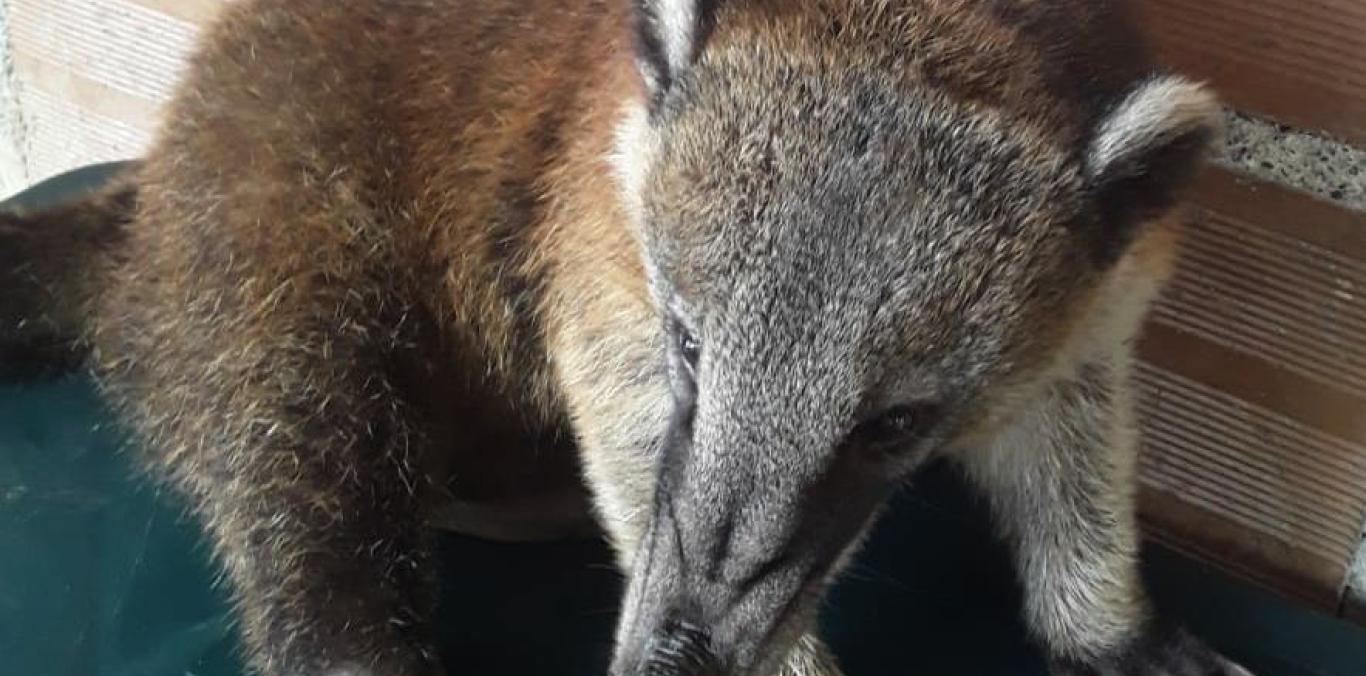 ENTREGA VOLUNTARIA DE CUSUMBO