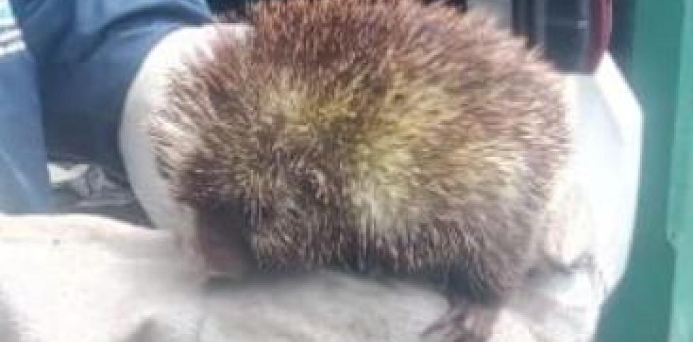 UN PUERCOESPÍN VUELVE A SU HÁBITAT EN EL CENTRO DEL VALLE