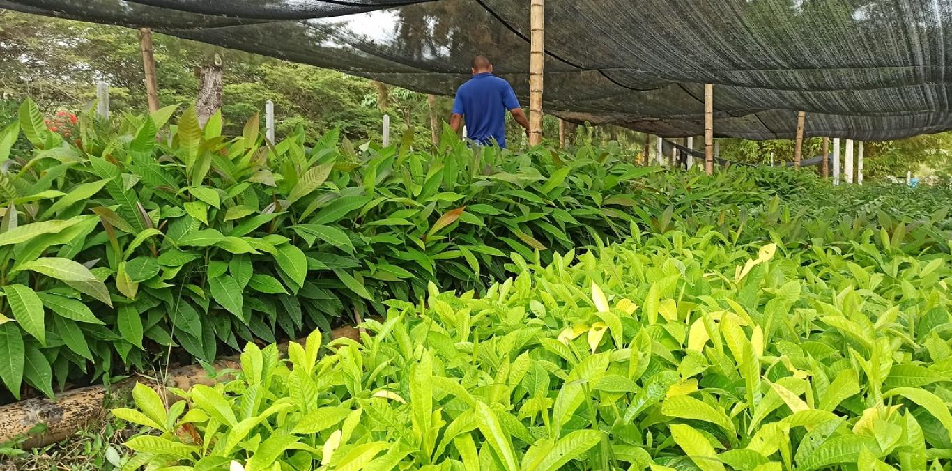 VIVERO GUACAS PRODUCE ÁRBOLES PARA REFORESTAR EL NORTE DEL VALLE