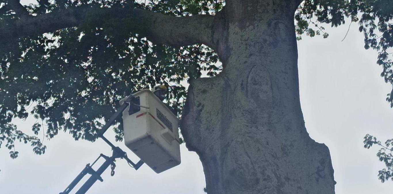 SEGUIMOS PRESERVANDO UNA CEIBA EMBLEMÁTICA EN BUGA 