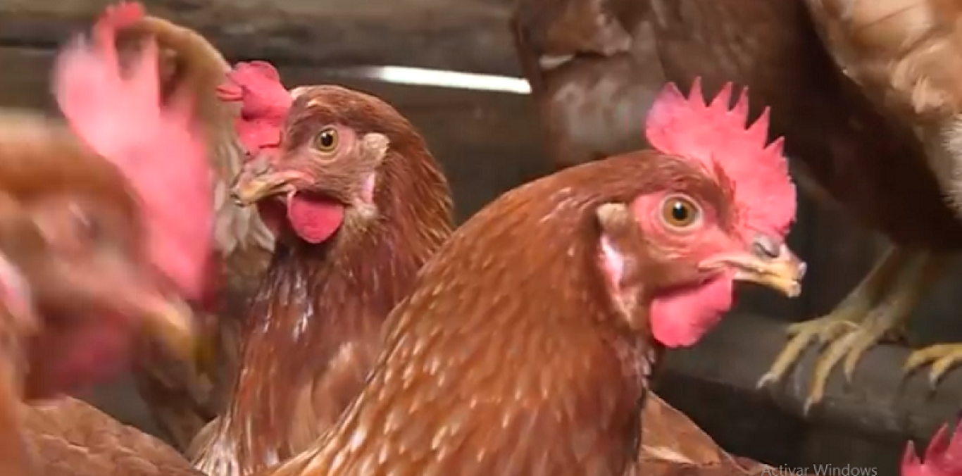 QUÉ HACER FRENTE A MORTALIDAD DE AVES POR BLOQUEOS EN VÍAS NACIONALES