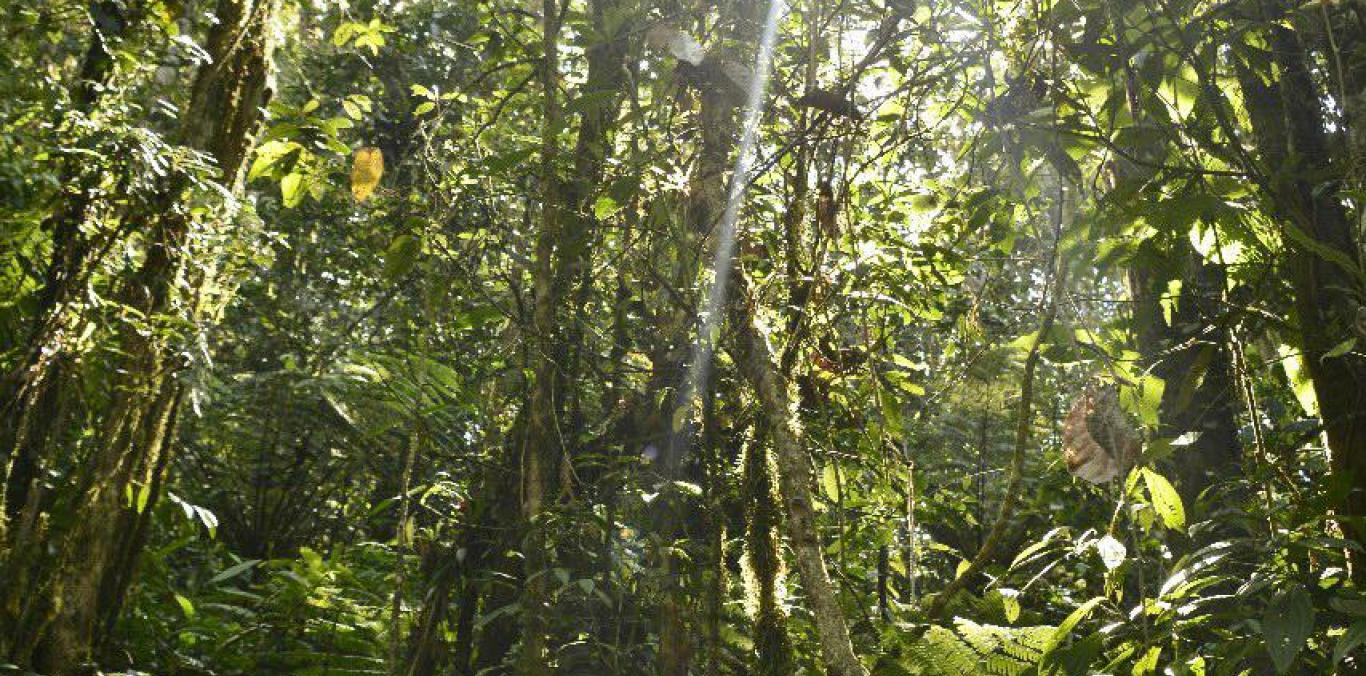 LOS DEPARTAMENTOS DEL PACÍFICO EN FRENTE COMÚN PARA LUCHAR CONTRA LA DEFORESTACIÓN