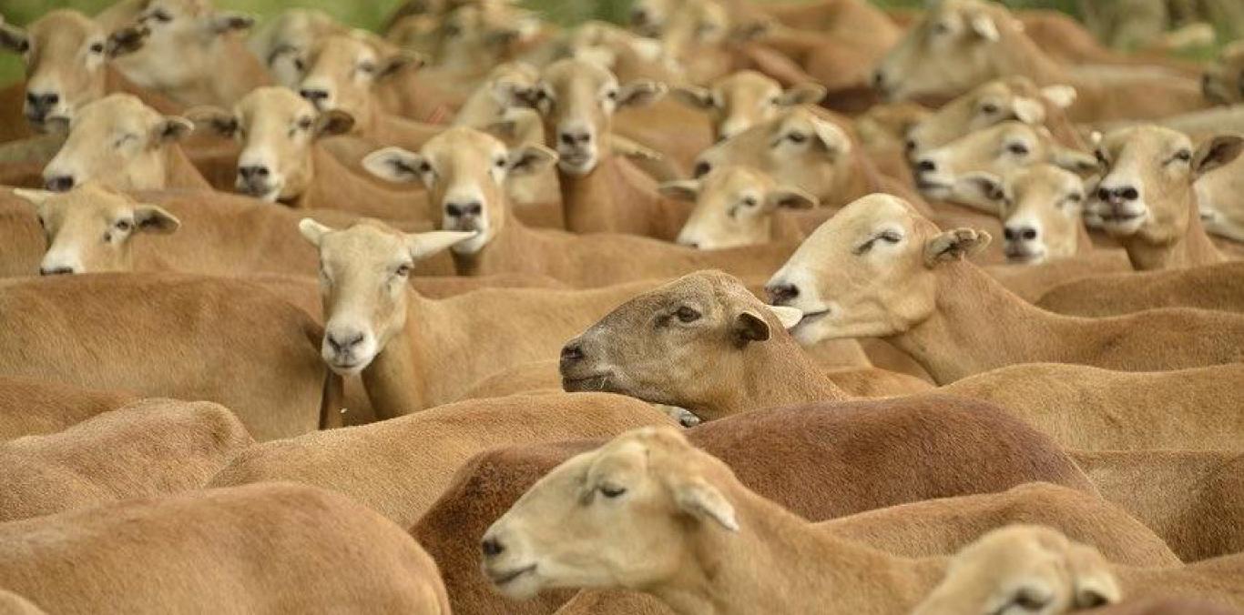 EL HATICO, LA SORPRENDENTE RESERVA NATURAL QUE SE CONSERVA CON GANADO Y CAÑA DE AZÚCAR