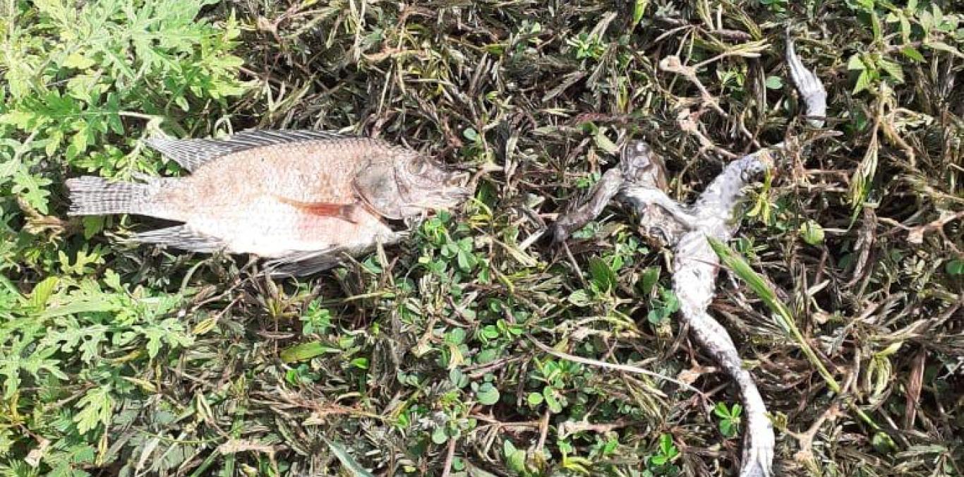 ALERTA POR MORTANDAD DE PECES Y RANAS EN HUMEDAL DEL POBLADO CAMPESTRE EN CANDELARIA