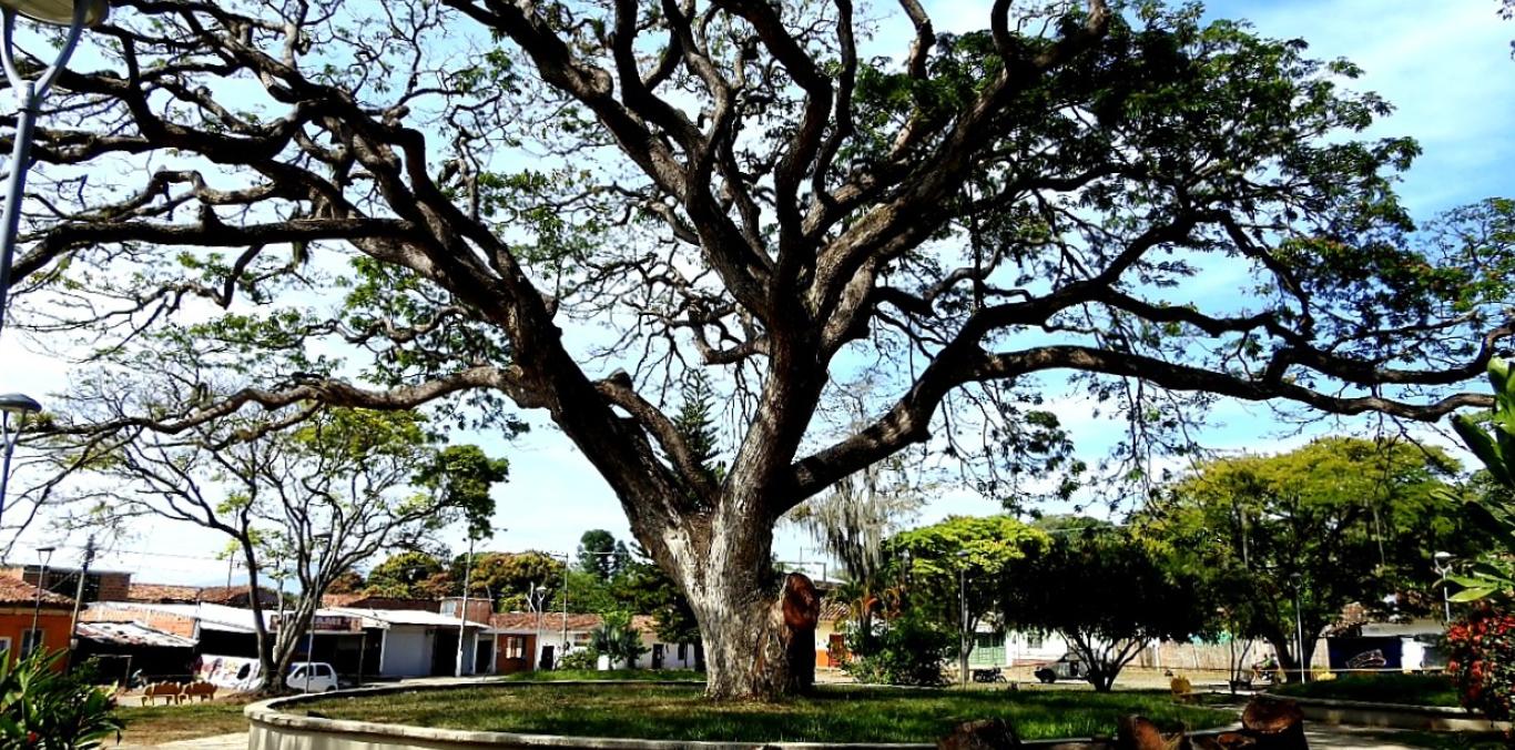 SOS PARA SALVAR ÁRBOL DE 118 AÑOS EN ROBLES