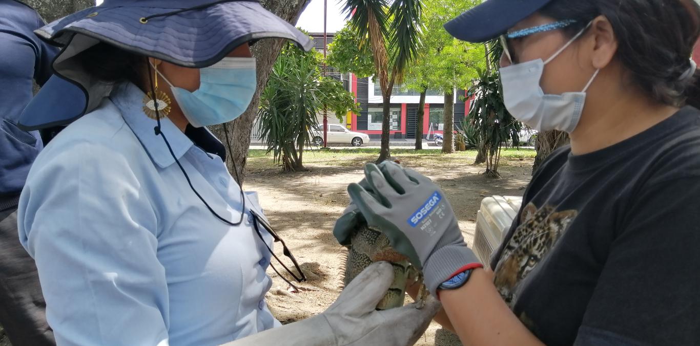 CVC REALIZÓ LA REUBICACIÓN DE 12 IGUANAS EN PALMIRA  