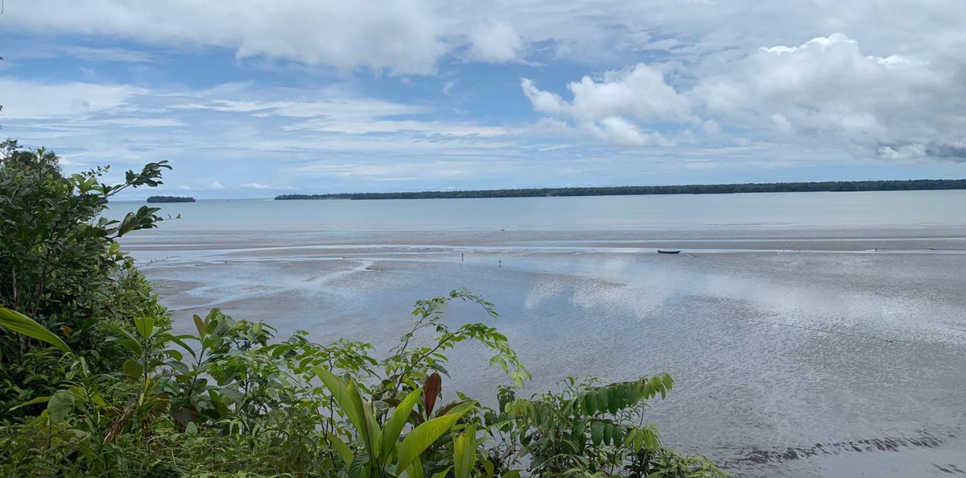 LA CVC PRODUCIRÁ MANGLAR Y NATO DESDE VIVEROS COMUNITARIOS EN EL PACÍFICO COLOMBIANO