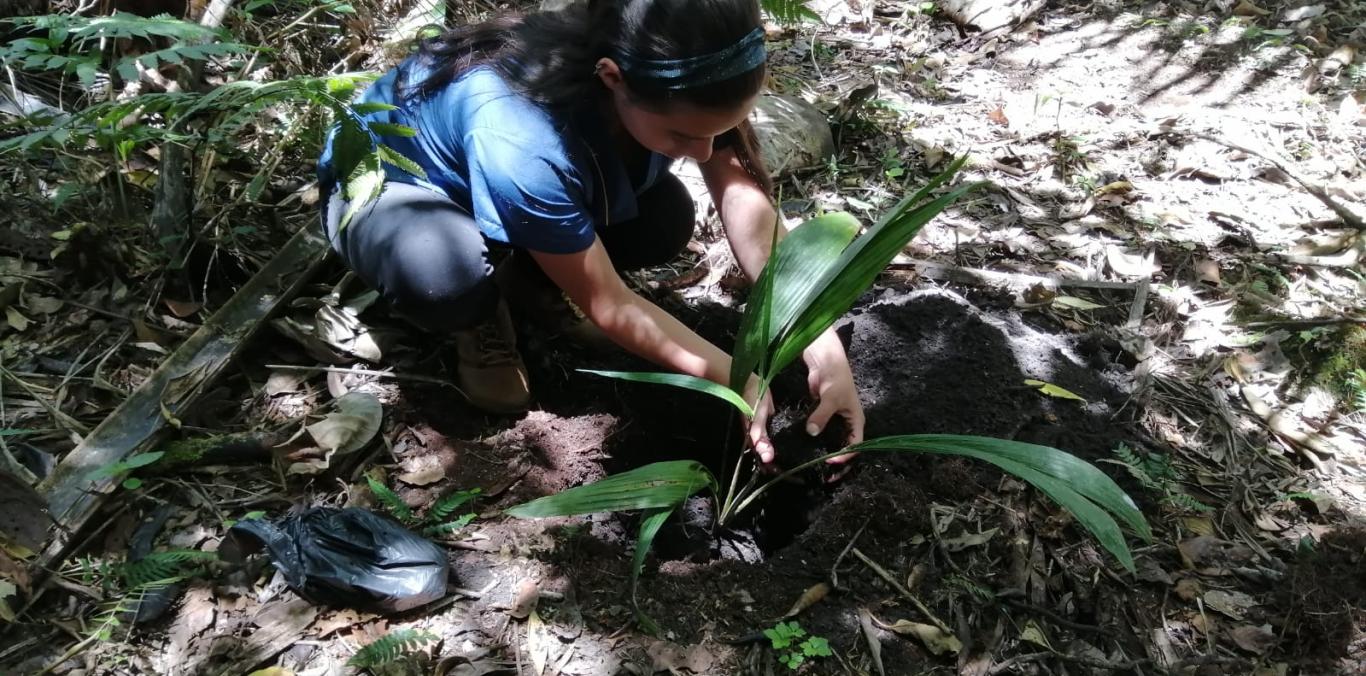 FUERON SEMBRADAS 300 PALMAS DE CERA EN LA PARTE ALTA DE EL CERRITO    