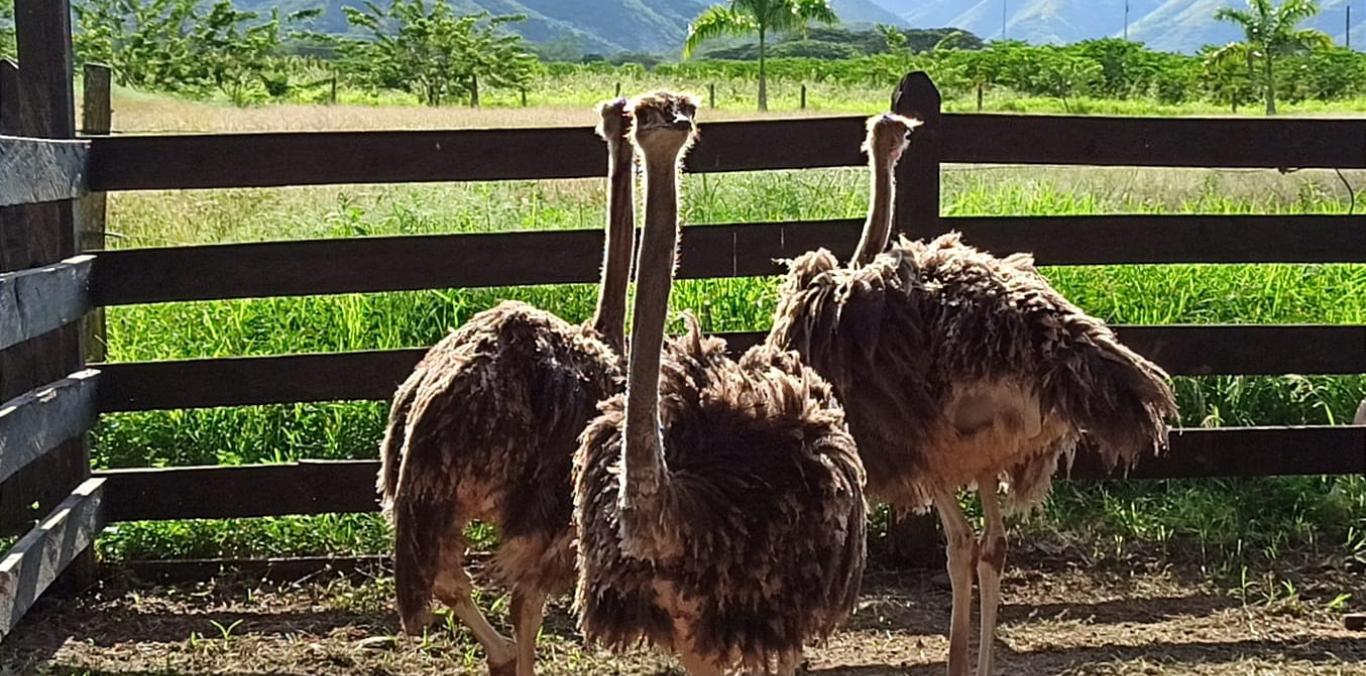 TRES AVESTRUCES FUERON DECOMISADAS EN EL CORREGIMIENTO ZARAGOZA DE CARTAGO