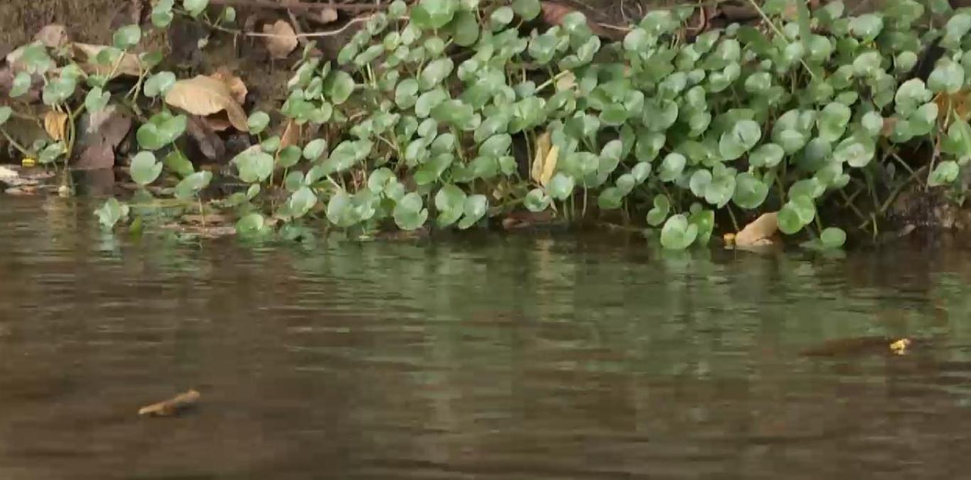 LOS SIGNOS VITALES DEL RÍO MEDIACANOA MUESTRAN LA BUENA SALUD DEL RECURSO HÍDRICO 