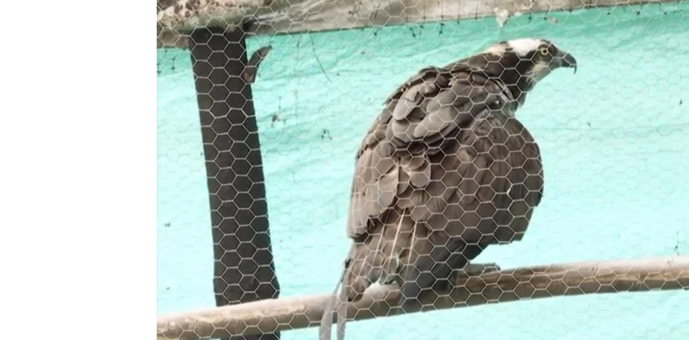 TRATAN DE SALVAR ÁGUILA HERIDA CON PERDIGONES EN BUGA