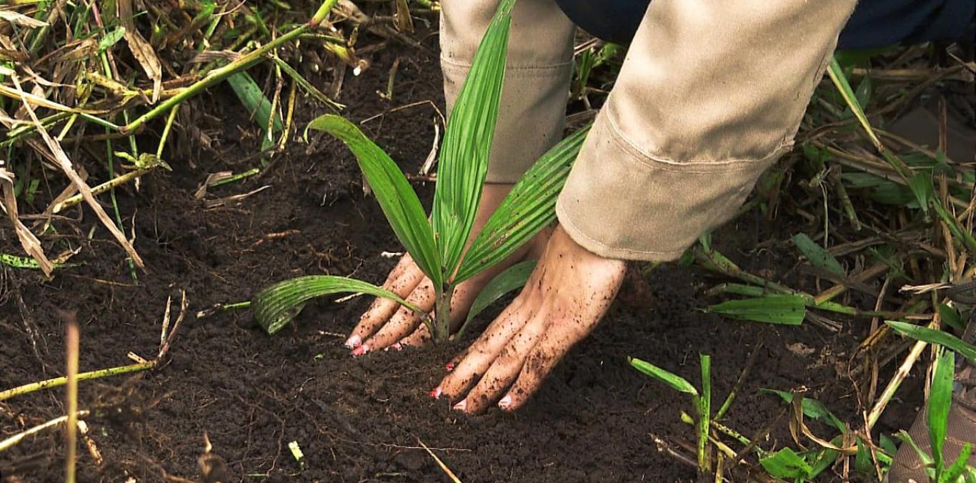 200 PALMAS DE CERA FUERON SEMBRADAS EN ZONA ALTA DE BOLÍVAR  