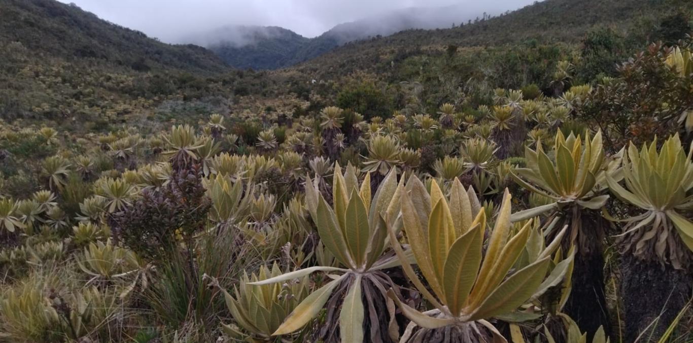 PÁRAMO DEL DUENDE FUE ENCONTRADO EN CONDICIONES ÓPTIMAS DE CONSERVACIÓN