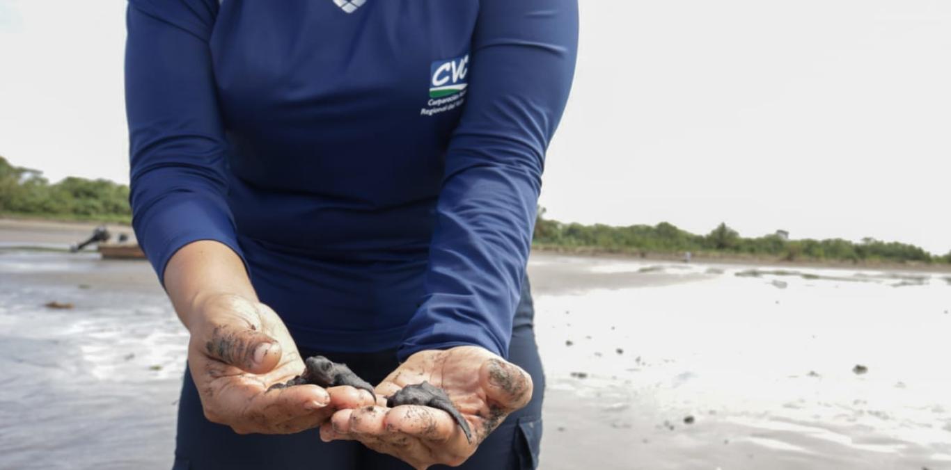 UNA LINDA HISTORIA DE NAVIDAD: COMUNIDAD AYUDA A 200 TORTUGUITAS A LLEGAR AL MAR