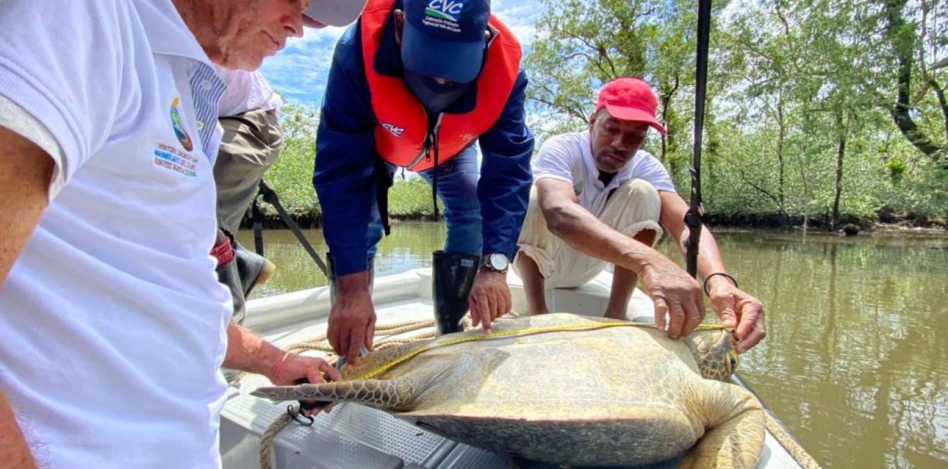 GRUPO AMBIENTAL DE PUNTA BONITA LIBERÓ TORTUGA CAGUAMA