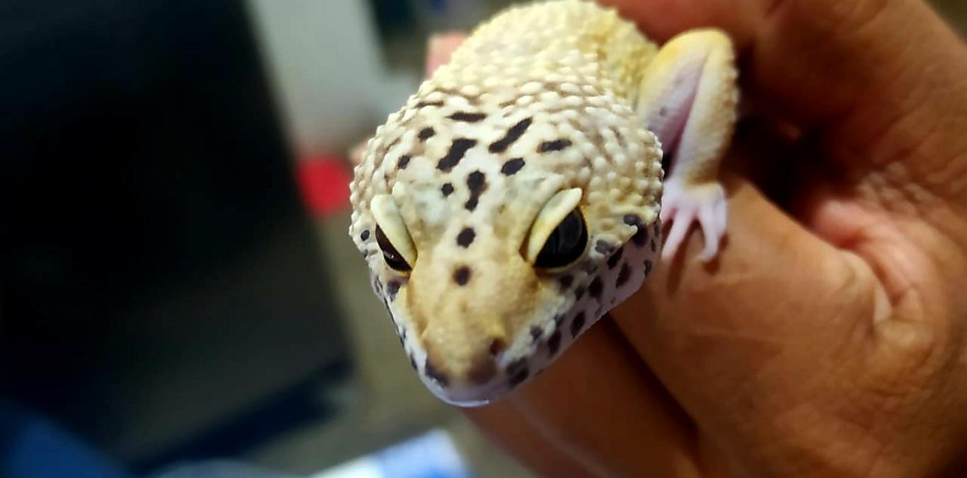 DOS GECKO LEOPARDO FUERON ENVIADOS POR ENCOMIENDA A CALI