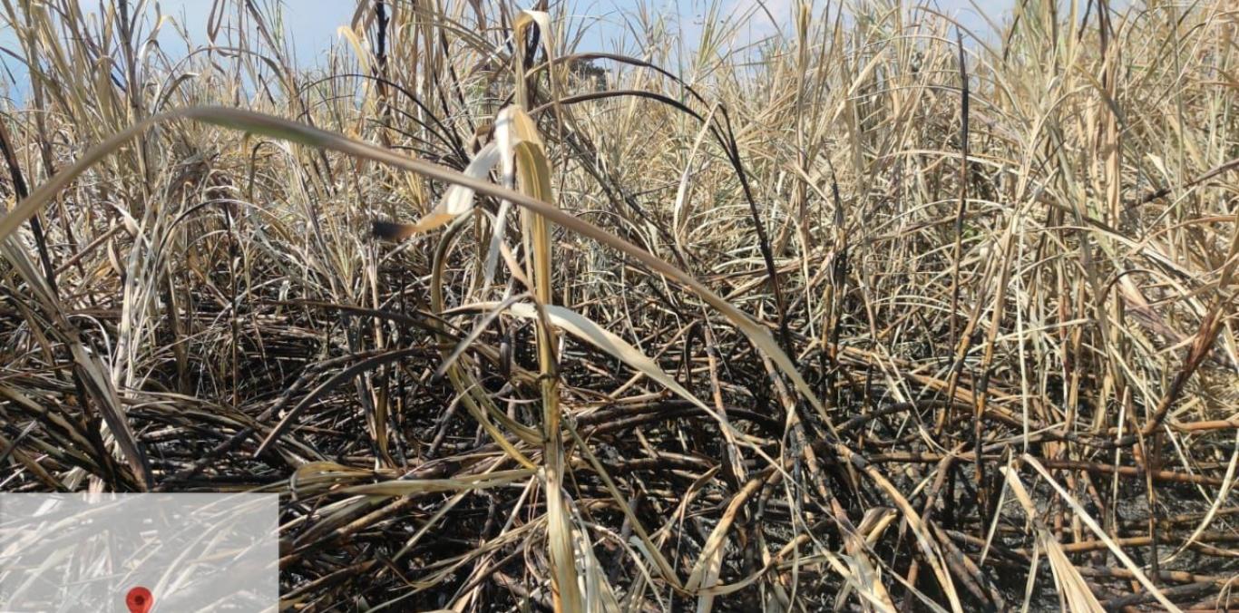 LA CVC INICIÓ PROCESO SANCIONATORIO A INGENIO AZUCARERO POR QUEMA DE CAÑA EN ZONA PROHIBIDA 